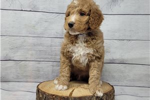 Marshall - puppy for sale