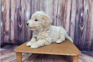 Darth - puppy for sale