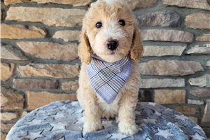 Daffy - Goldendoodle, Mini for sale