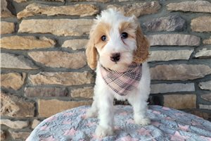 Delaney - puppy for sale