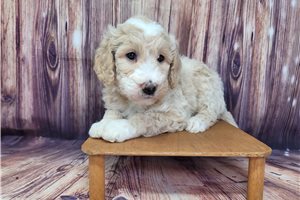 Daffy - Goldendoodle, Mini for sale