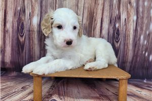 Danielle - puppy for sale