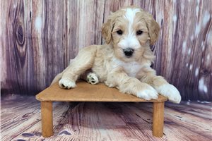 Dawson - puppy for sale