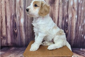 Daphne - puppy for sale