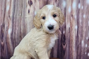 Danica - puppy for sale