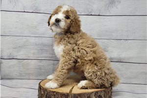 Merlin - puppy for sale