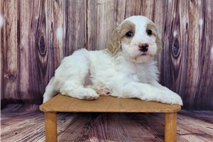 Delaney - puppy for sale
