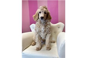 Seger - Poodle, Standard for sale