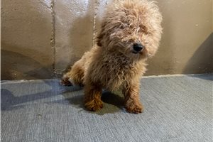Chief - Poodle, Toy for sale