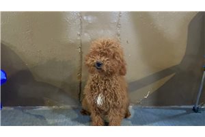 Chip - Poodle, Toy for sale