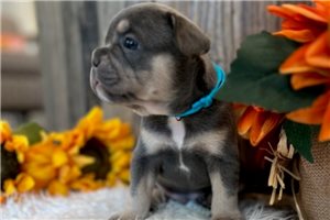 Rocco - French Bulldog for sale