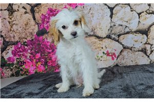 Florence - Cavapoo for sale