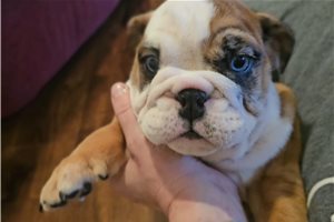 Lily - English Bulldog for sale