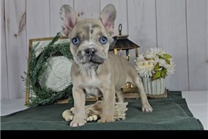 Hans - French Bulldog for sale