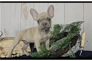 Hamlet - French Bulldog for sale