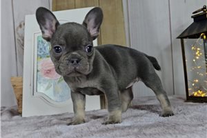 Hana - puppy for sale