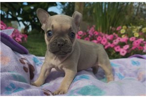 Lucy - puppy for sale