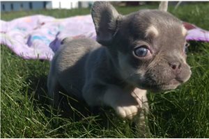 Lottie - French Bulldog for sale