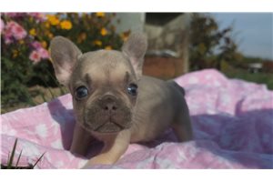 Liliana - puppy for sale