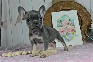 Haley - puppy for sale
