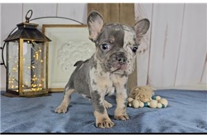 Happy - French Bulldog for sale
