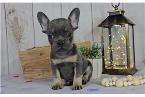 Hamish - French Bulldog for sale