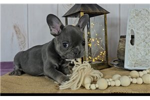 Hana - French Bulldog for sale