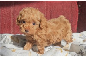 Ruby - Poodle, Miniature for sale