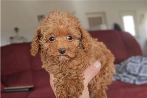 Ruby - Poodle, Miniature for sale