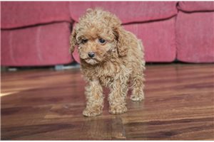 Ruby - Miniature Poodle for sale
