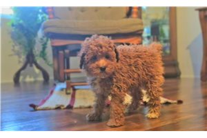 Louis - Poodle, Miniature for sale