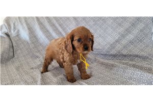 Keith - Cavalier King Charles Spaniel for sale