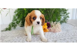 William - Cavalier King Charles Spaniel for sale