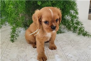 Luther - Cavalier King Charles Spaniel for sale