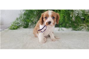 Geyser - puppy for sale