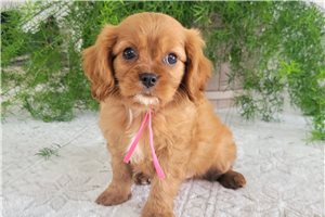Krista - puppy for sale