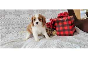 Montana - puppy for sale
