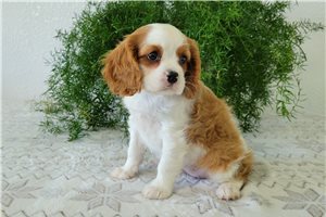 Gerry - puppy for sale