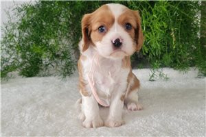 Goldie - puppy for sale
