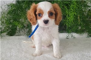 Kyle - puppy for sale