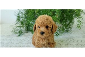 Kai - Miniature Poodle for sale