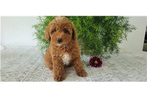 Kelsey - Poodle, Miniature for sale