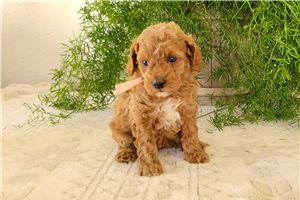 Kendall - Poodle, Miniature for sale
