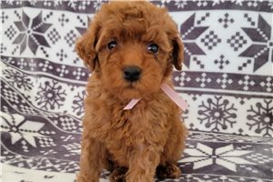 Yara - Poodle, Toy for sale