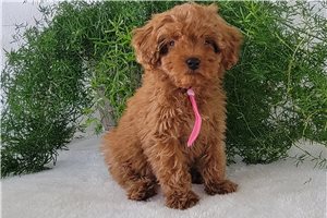 Yessica - Poodle, Toy for sale