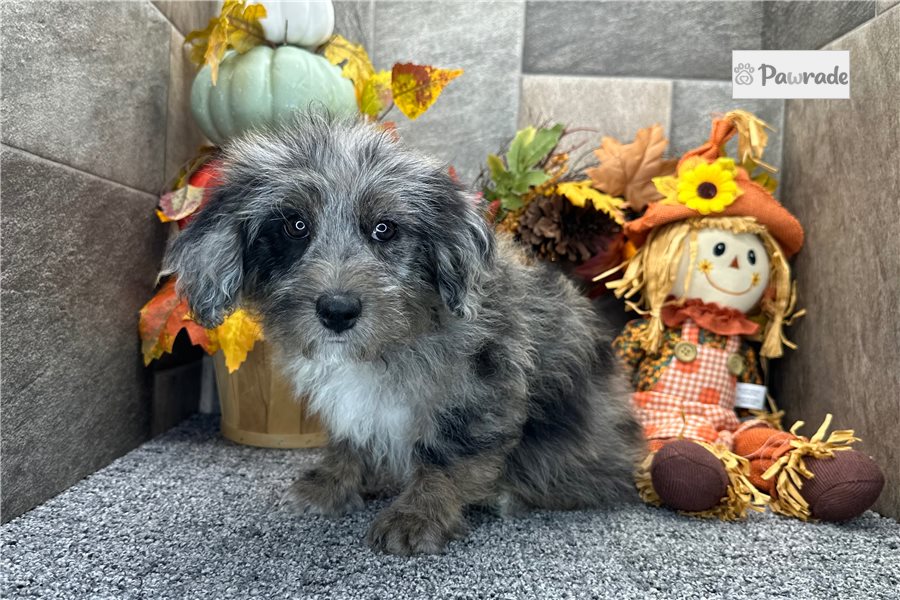 Sabrina, female Aussiedoodle puppy for sale