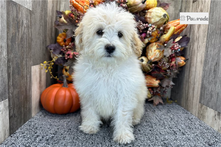 Sierra - Aussiedoodle for sale