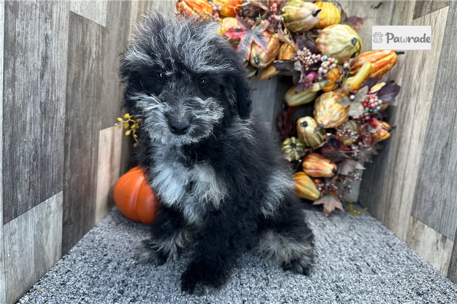 Raya - Aussiedoodle for sale
