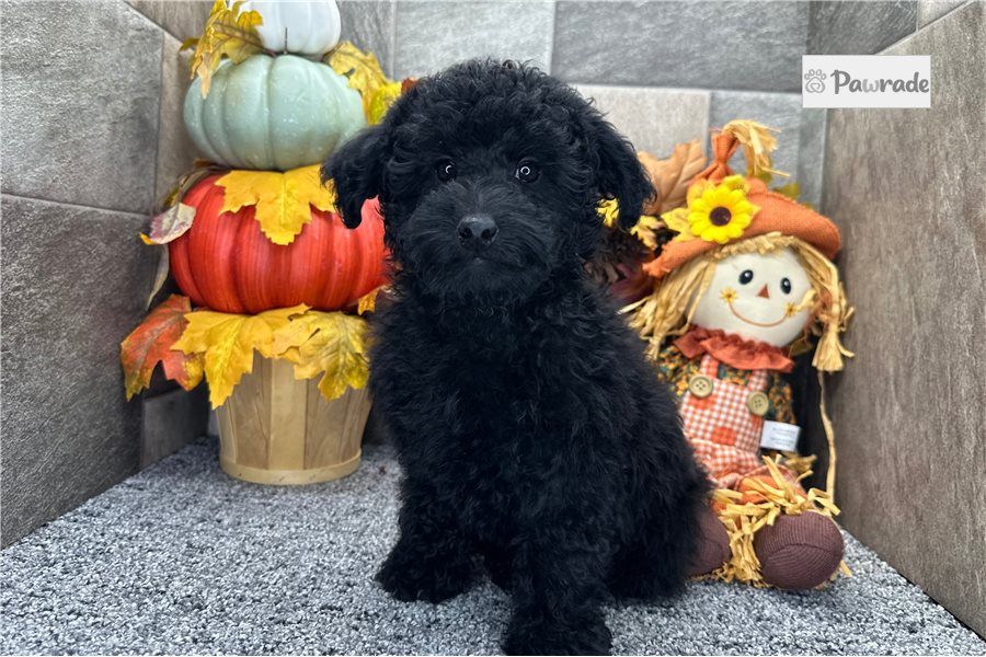 Ricardo - Aussiedoodle for sale