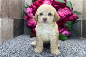 Sadie - Aussiedoodle for sale